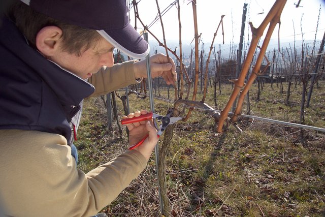 Taille vigne Felco