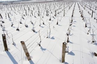 Vignoble sous la neige