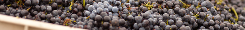 Vendanges-raisin