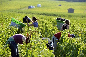 Vendanges_300px