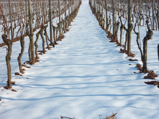 Vignoble_hiver-neige